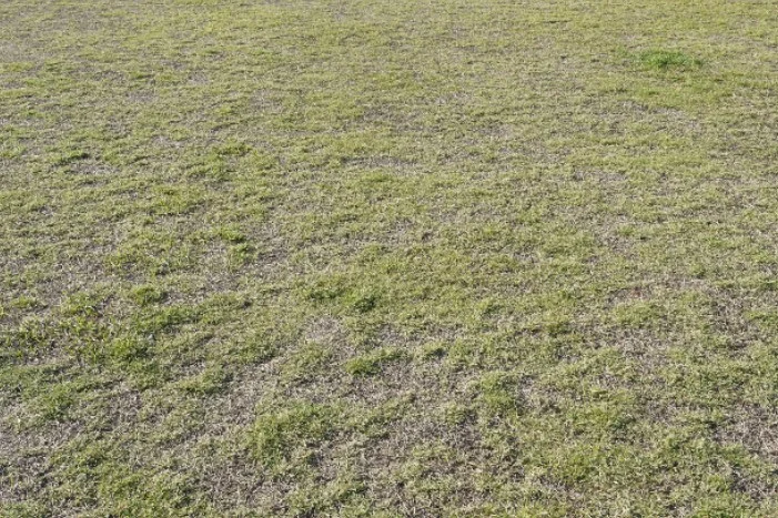 Kurzer grüner Rasen